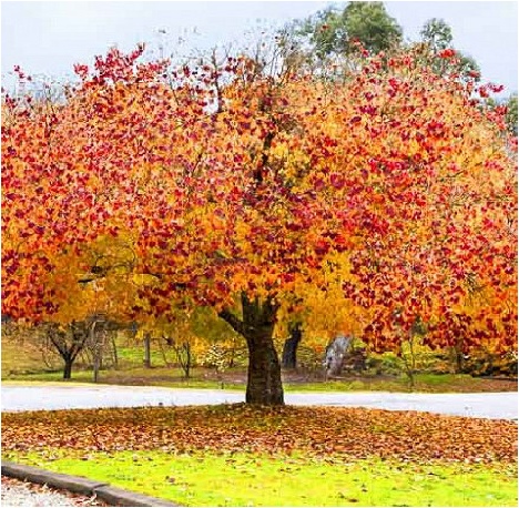 cercis-candensis-autumn-colour2.jpg