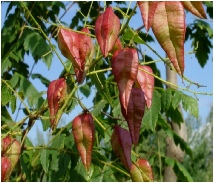 koelreuteria-paniculata-pride-of-india-tree-seedpods.JPG