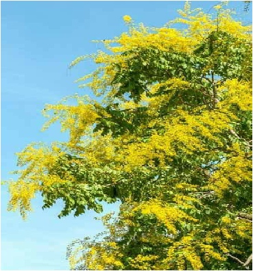 koelreuteria-paniculata-pride-of-india-tree-flowering.JPG
