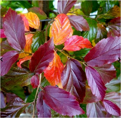 persian-ironwood-leaves.jpg